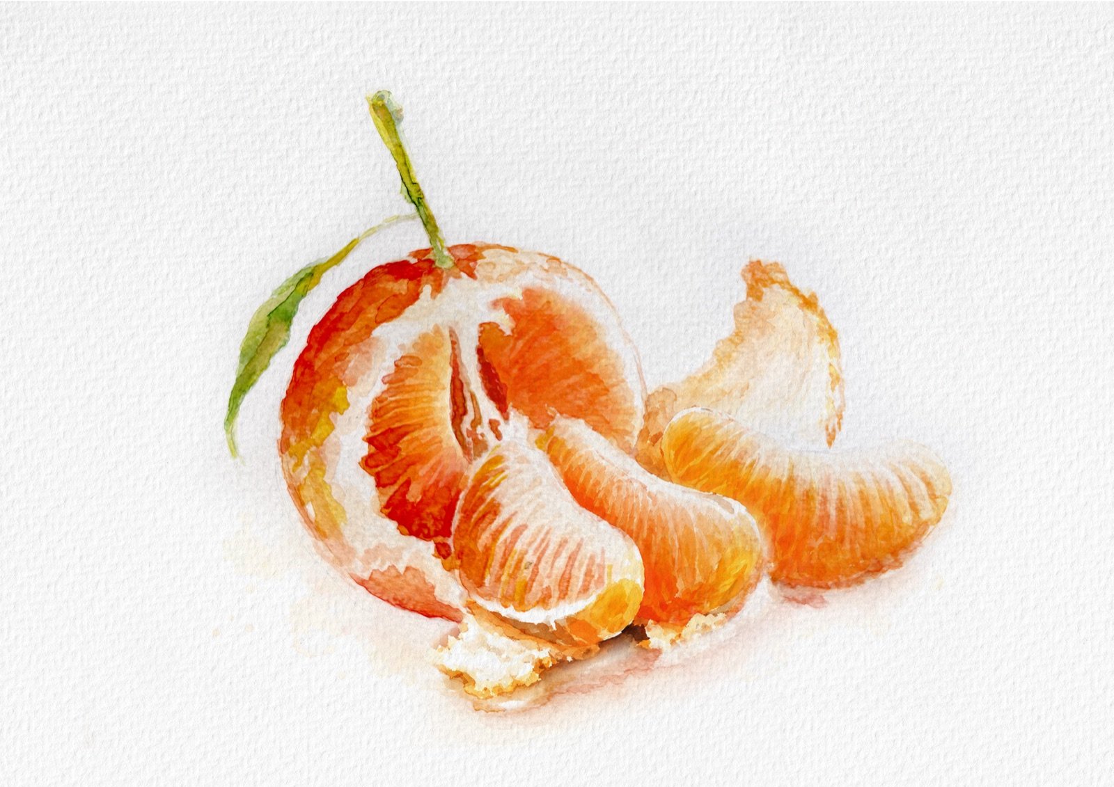 Neroli. Acuarela, 30 × 21 cm. Norelys Correa
